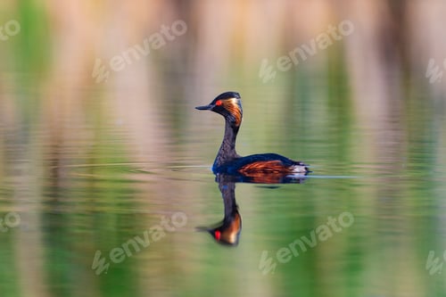 Preview: Water And Birds. Swimming Grebe. Yellow Green Water Background. Bird: Black Necked Grebe. Podiceps
