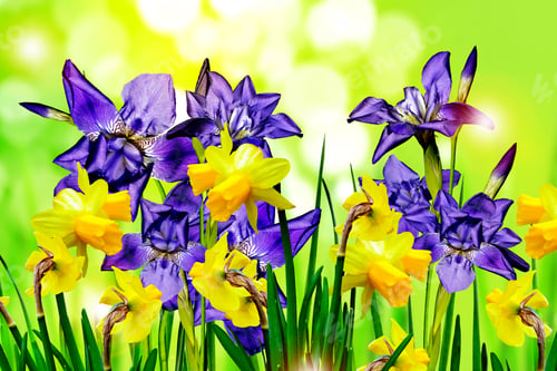 Preview: Flowers Irises. Narcissus