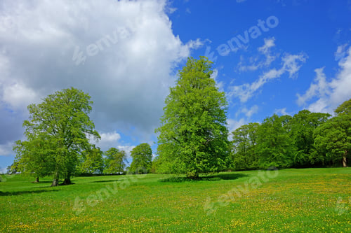 Preview: Common Lime Trees, Tilia X Europae, And A Meadow Full Of Buttercups And Dandelions Under Blue Sky