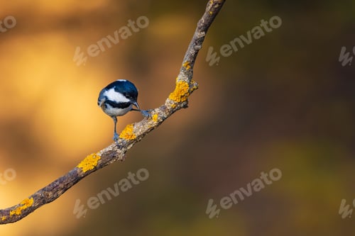 Preview: Cute Little Bird. Autumn Nature Background. Park, Garden Forest Bird: Coal Tit.