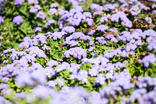 Preview: Ageratum Houstonianum Blue, Plant With Flowers In Botanical Garden