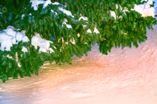 Preview: Frozen Winter Forest With Snow Covered Trees. Outdoor