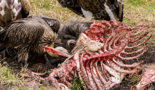 Preview: Vultures In The Maasai Mara National Park, Kenya