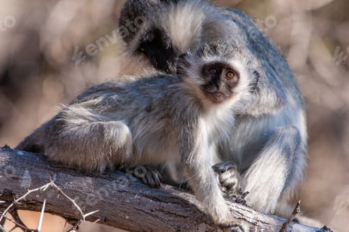 Preview: Vervet Monkeys (Chlorocebus Pygerythrus) In Kruger National Park, South Africa