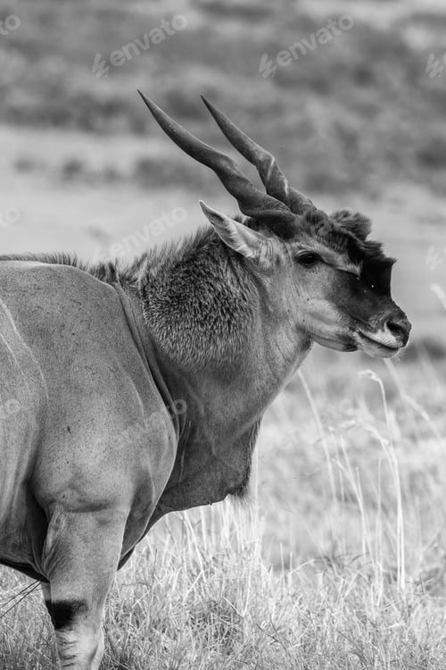 Preview: Huge Male Eland Antelope In The Maasai Mara National Park, Kenya