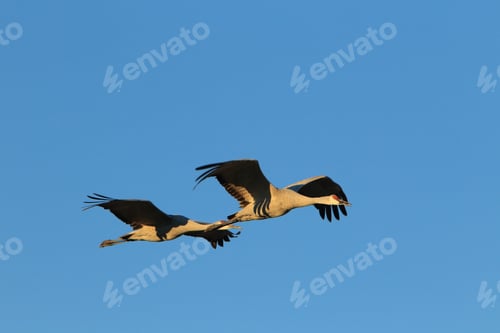 Preview: Sandhill Crane Bosque Del Apache Wildlife Reserve New Mexico Usa