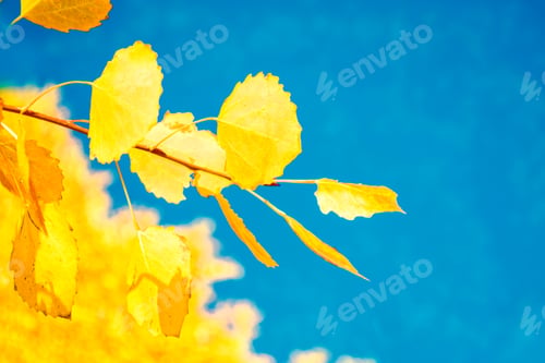 Preview: Autumn Landscape With Bright Colorful Leaves. Indian Summer.