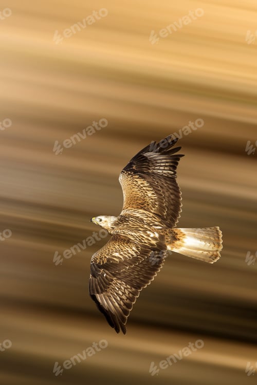 Preview: Flying Buzzard. Bird Of Prey. Motion Blur Background.