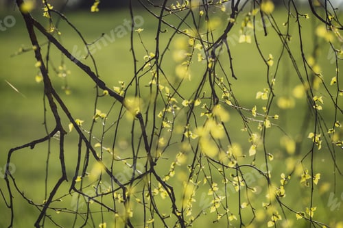 Preview: Spring Blossoms And Leaves On Birch Trees On Blur Background. Rural Scene With Fresh Green Foliage