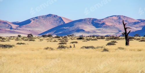 Preview: View Of The Red Sand Dunes In The Namib Desert, Sossusvlei In Namibia