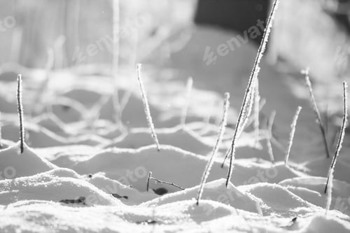 Preview: Abstract Snow Shapes With Dried Plants