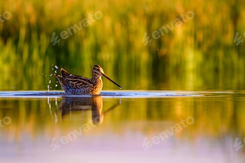 Preview: Water Bird And Nature Background. Green, Yellow Lake Background. Water Reflection. Bird: Common