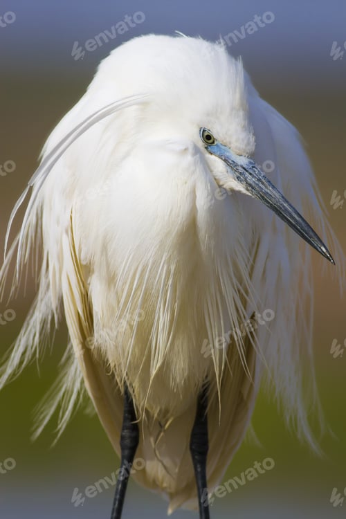 Preview: White Beauty Heron. Colorful Water Nature Background. Bird: Little Egret. Egretta Garzetta.