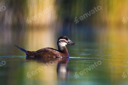 Preview: Swimming Duck. Colorful Nature Background. Duck: White Headed Duck Oxyura Leucocephala.