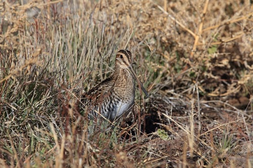 Preview: Common Snipe (Gallinago Gallinago) New Mexico Usa