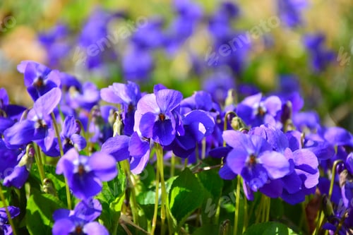 Preview: Violets Flowers Blooming In Spring Meadow