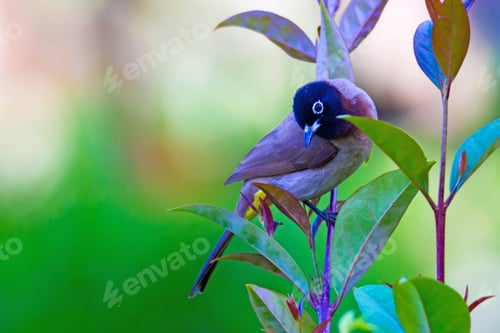 Preview: White Spectacled Bulbul. Green Nature Background. Pycnonotus Xanthopygos.
