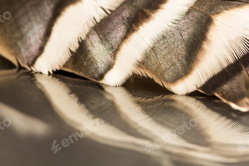 Preview: Colorful Rooster Feather With Details And Reflexions