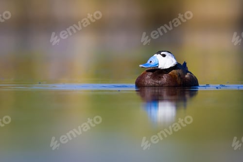 Preview: Swimming Duck. Colorful Lake Background. Bird: White Headed Duck. Oxyura Leucocephala.