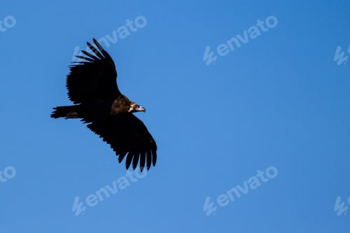 Preview: Flying Big Vulture. Blue Sky Background. Vulture: Cinereous Vulture. Aegypius Monachus.