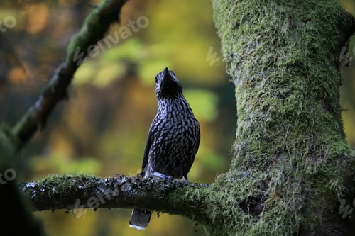 Preview: Spotted Nutcracker, Eurasian Nutcracker Black Forest Germany