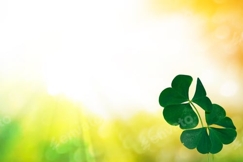 Preview: Green Clover Leaves On A Background Summer Landscape. St.Patrick 'S Day