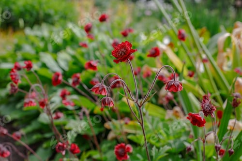 Preview: Red Flower Geum Rivale (Rosaceae, Sort Leonard) In Summer Garden
