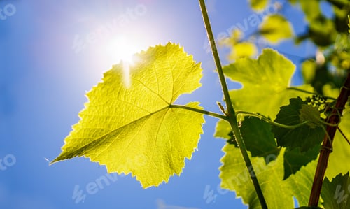 Preview: Summer Vineyard And Rays Of Bright Sun