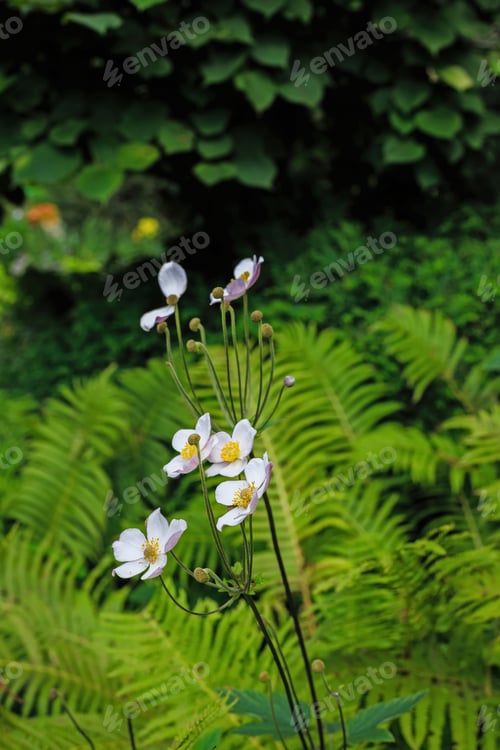 Preview: Anemone Japonica (Anemone Hupehensis Var. Japonica, Chinese Anemone, Japanese Anemone, Thimbleweed