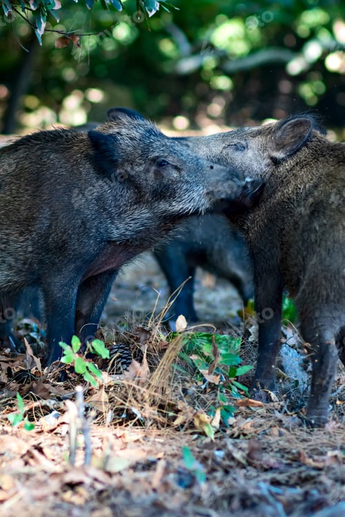 Preview: Wild Boar. Forest Background.