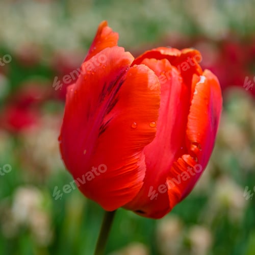 Preview: Red Flower Of Tulip Sort Parrot (Rococo). Hybrids Of Tulips - A Beautiful Spring Bulbs. Growing