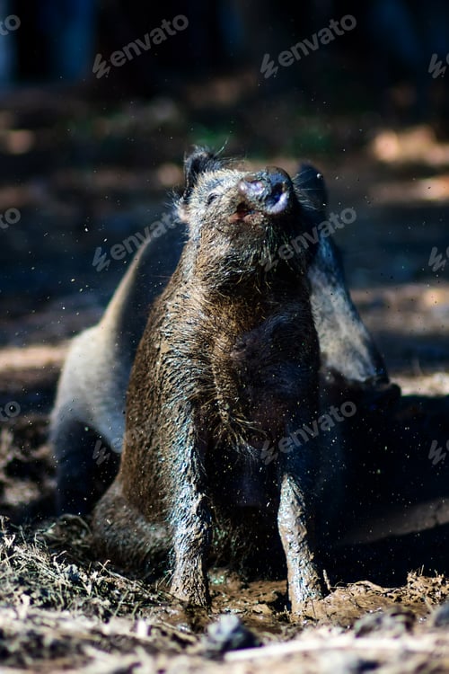 Preview: Wild Boar. Forest Background.