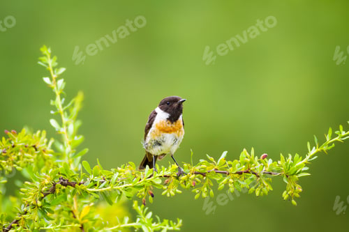 Preview: Cute Little Bird On Branch. Green Nature Background. Bird: European Stonechat. Saxicola Rubicola.