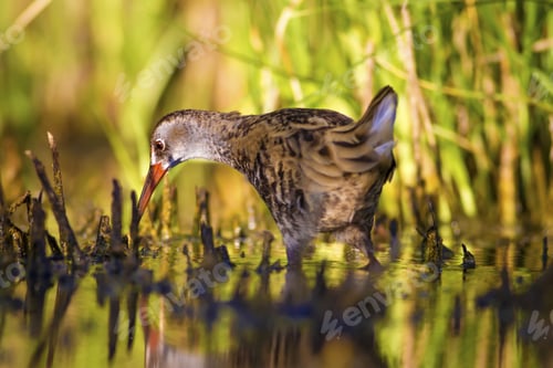 Preview: Nature And Water Bird. Green Nature Habitat Background. Bird: Water Rail. Rallus Aquaticus.
