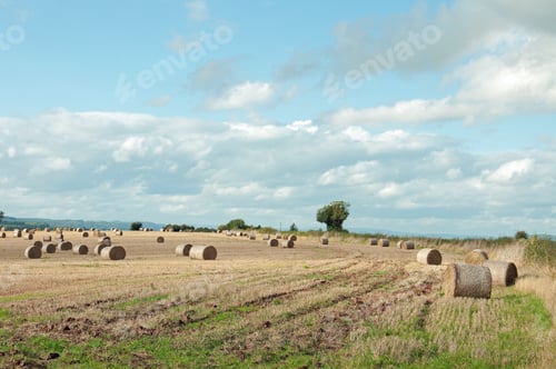 Preview: Bales Of Straw In A Summertime Field.