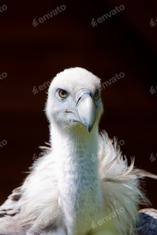 Preview: European Griffon Vulture (Gyps Fulvus Fulvus)
