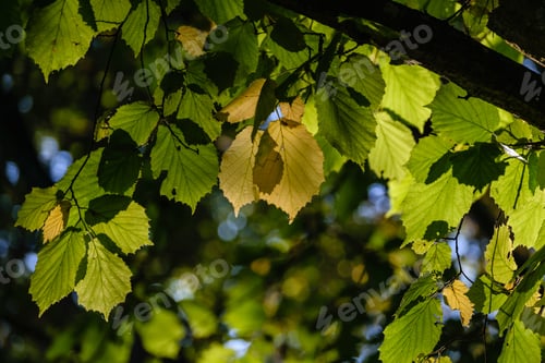 Preview: Autumn Gold Colored Tree Leaves In The Park. Sunny Fall Day With Sun Rays And Shadows