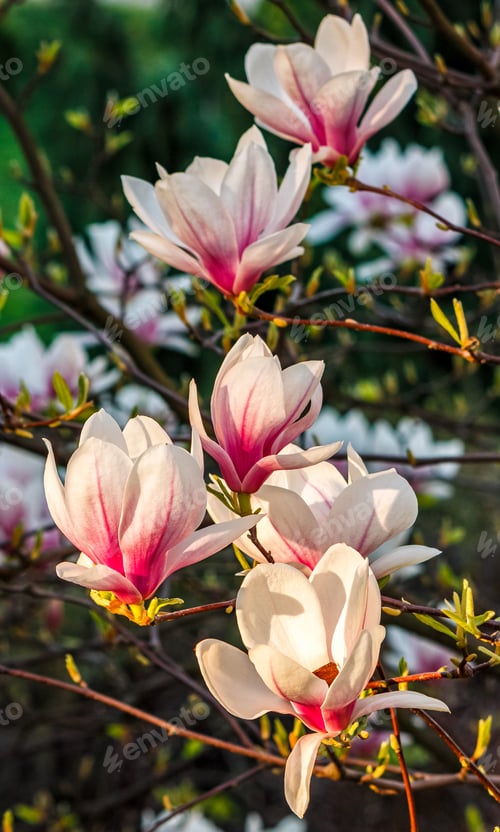 Preview: Beautiful Spring Background With Magnolia Flowers Closeup On A Branch On The Blurred Background Of
