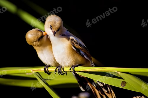 Preview: Romantic Birds. Black Nature Background. Bearded Reedling / Panurus Biarmicus