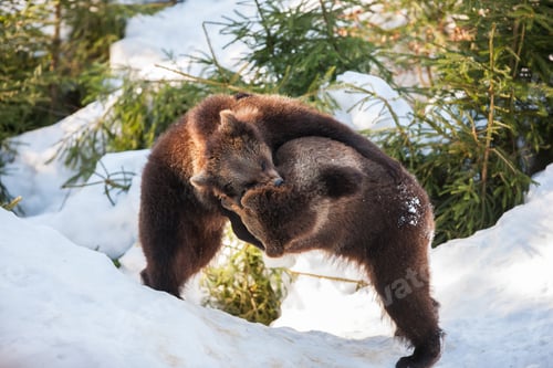 Preview: Young Brown Bears (Ursus Arctos) In Lake Clark National Park, Alaska, Usa