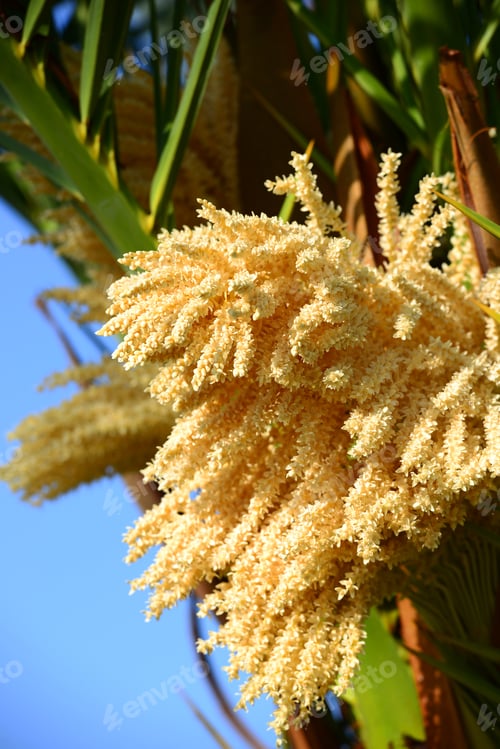 Preview: Phoenix Roebelenii (Pygmy Date Palm) Flowers
