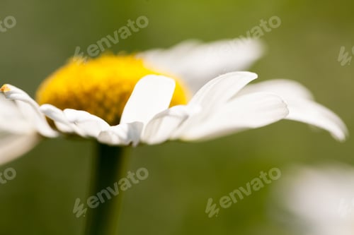 Preview: Closeup Photo Of A Beautiful Daisy With Natural Background