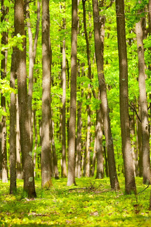Preview: Landscape With Oak Forest In A Summer Day