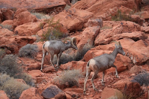 Preview: Bighorn Sheep Valley Of Fire Nevada
