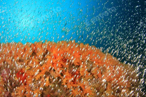 Preview: Coral And Fish