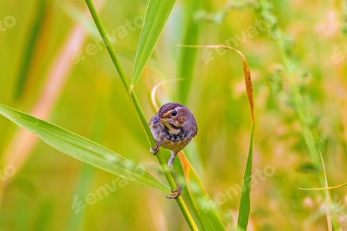 Preview: Bird On Branch. Green Nature Background. Bluethroat / Luscinia Svecica