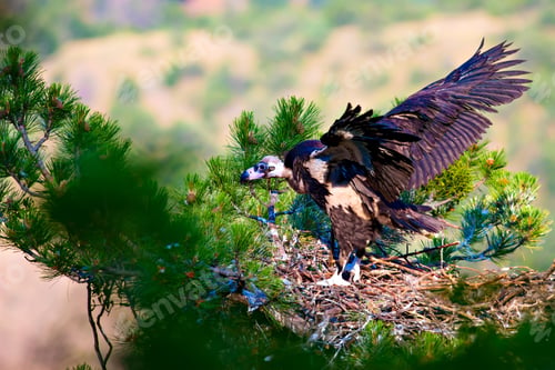 Preview: Vulture Nest. Cinereous Vulture. Aegypius Monachus. Green Forest Background.