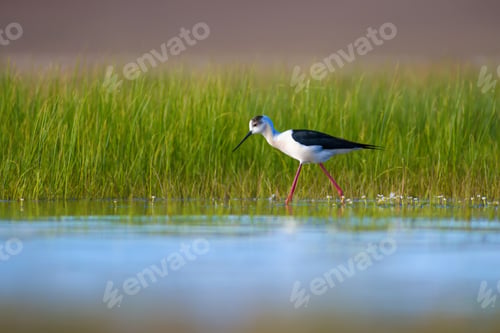 Preview: Cute Water Bird. Nature Background.