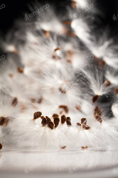 Preview: Abstract Composition With Dried Plants Seeds. Looks Like Dandelion Seeds