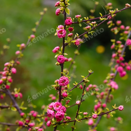 Preview: Sweet Pink Flowers Blooming Louiseania Triloba, Prunus Triloba, Amygdalus Triloba In The Spring